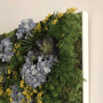 Marco de madera blanco lacado de perfil fino a medida que enmarca un cuadro vegetal con musgo natural, hortensias azules, flores de mimosa amarilla y suculentas, trabajo de enmarcación especial realizado por Contell Marcs Barcelona.